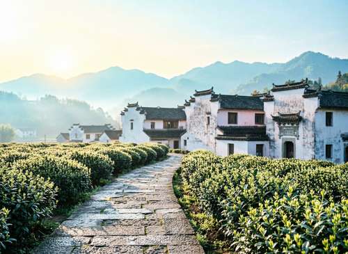 云南普洱茶产区深度游：从茶山到上海品茶工作室