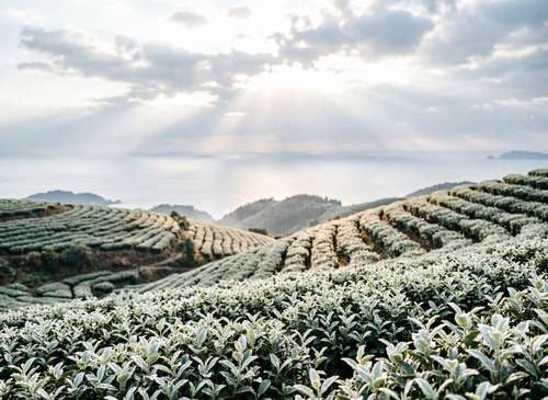武夷岩茶产区探秘：大红袍发源地实地寻访